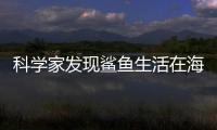 科学家发现鲨鱼生活在海洋中最活跃的海底火山——卡瓦奇火山内部